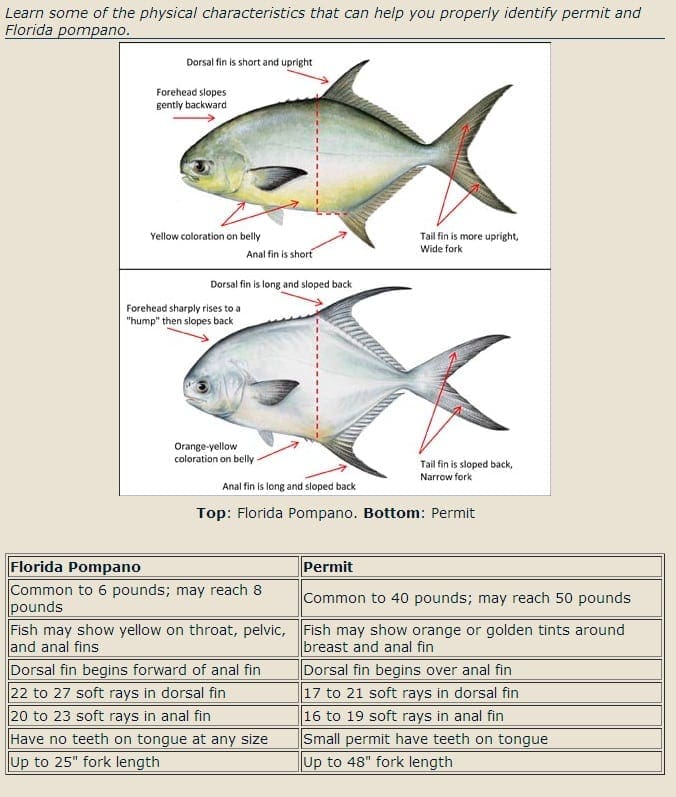 pompano-permit.jpg