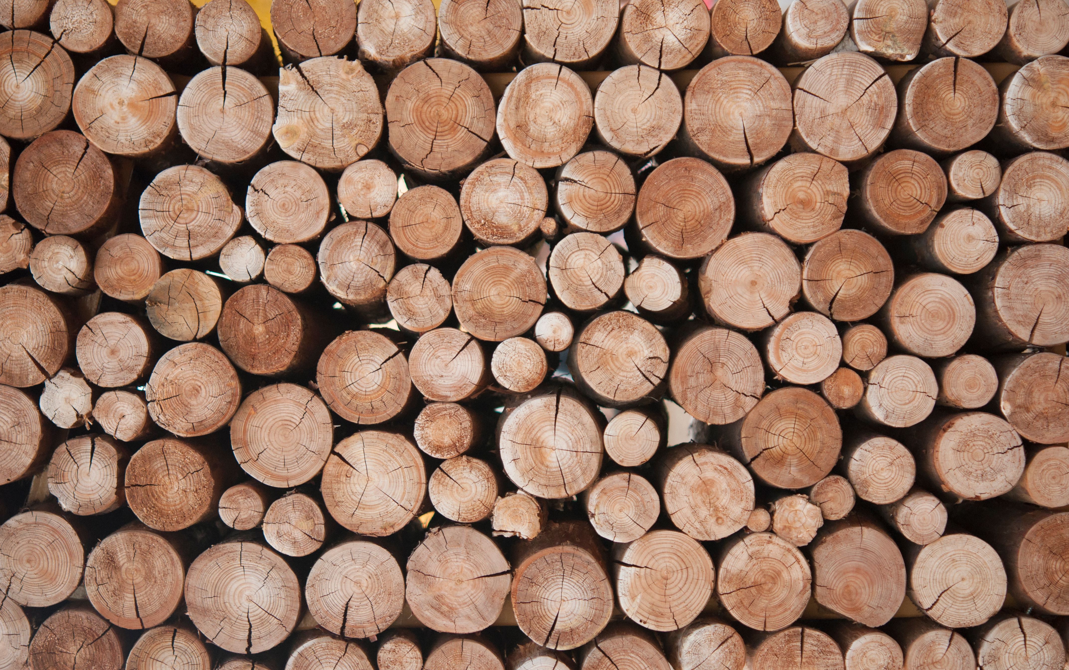 Pile-of-wood-logs-stumps.jpg