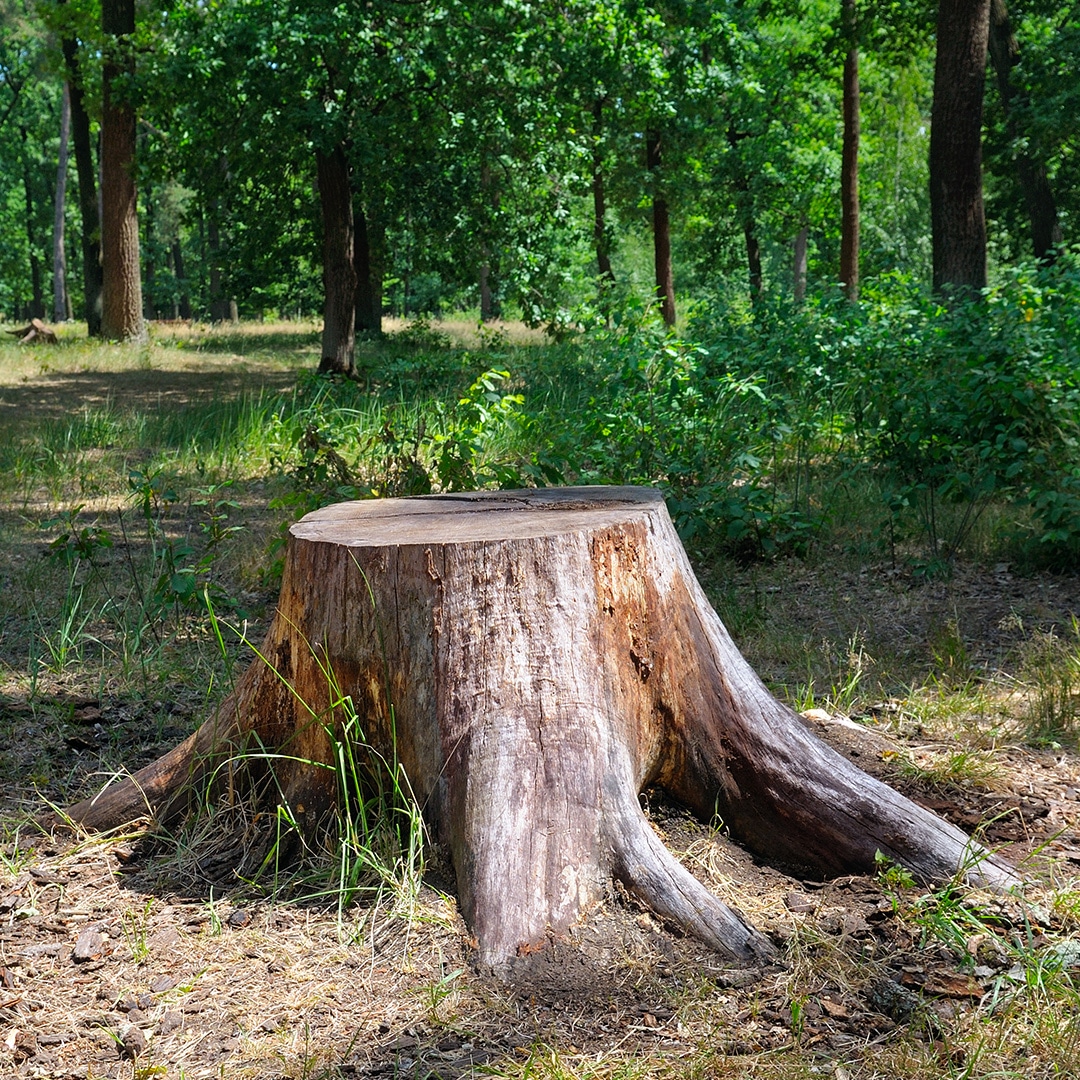 stump-grinding.jpg