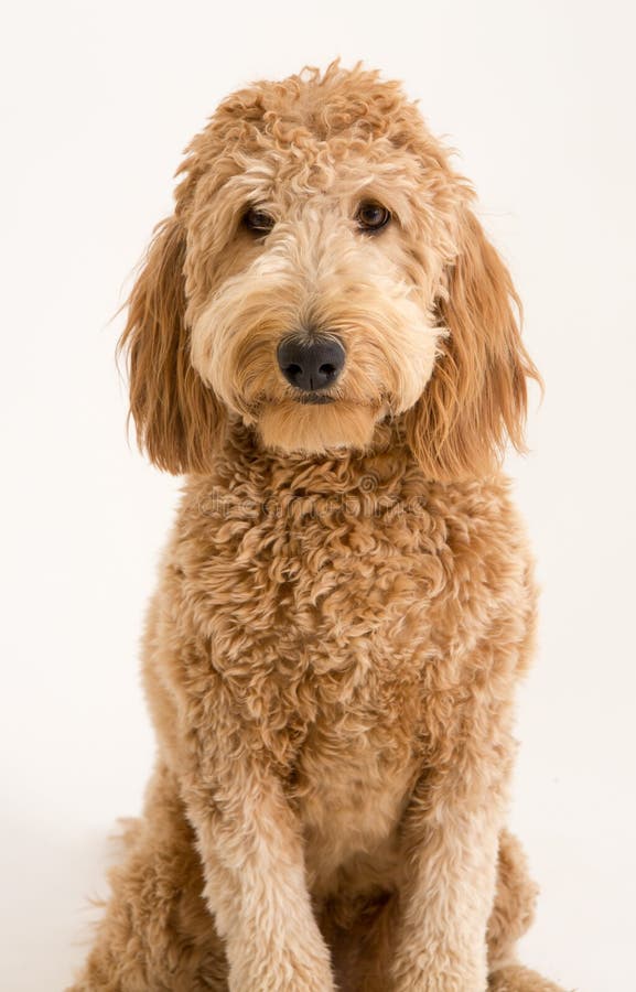 goldendoodle-studio-my-posing-white-black-backgrounds-much-character-her-eyes-49923818.jpg
