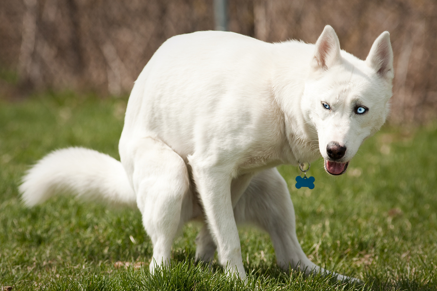 bigstock-Husky-With-Pooping-In-A-Dog-Pa-50533997.jpg